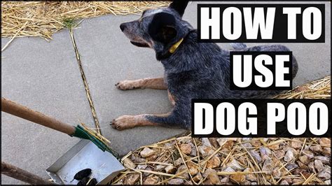 can i use dog poop for fertilizer|Dog Poop Fertilizer: Turning Dog Poop Into Garden Gold .
